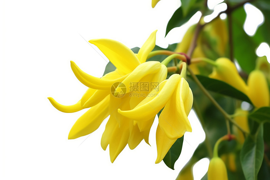 芳香四溢的黄色花朵图片