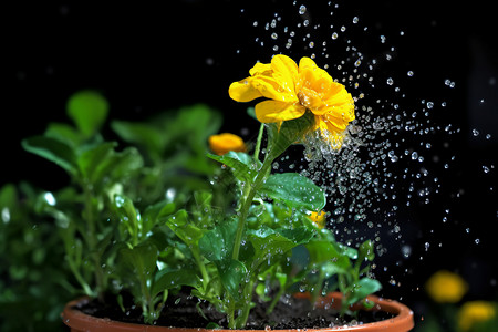 花在水盆里被浇水背景图片