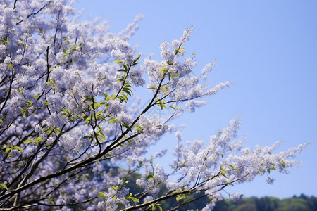 花园中美丽的桃花景观图片