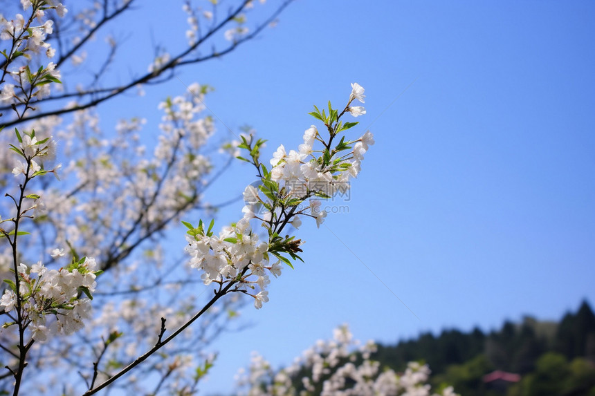 春天户外盛开的美丽桃花图片