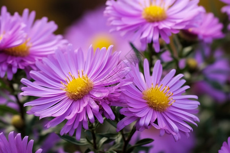 美丽的紫色花朵背景图片
