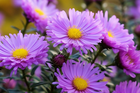 花园中的紫色花朵背景图片