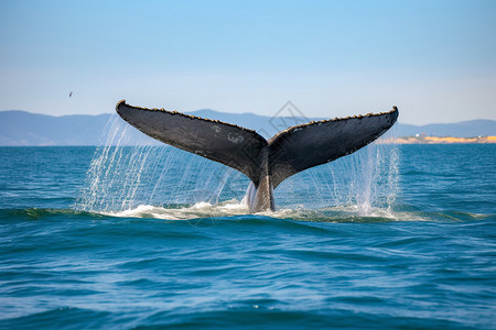 大海中一条鲸鱼尾巴翻起海水高清图片