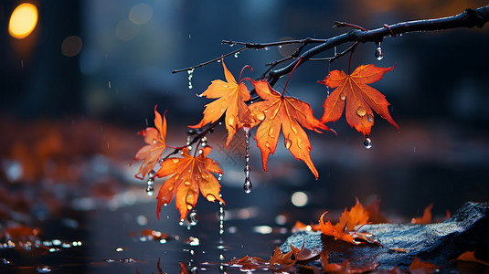 秋分二十四节气枫叶上的雨滴背景