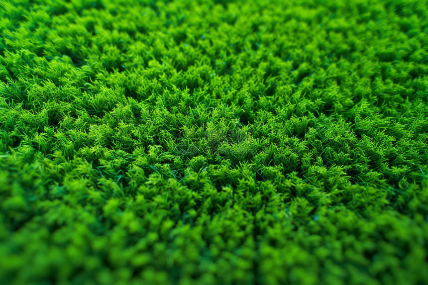 碧绿的人造草坪图片