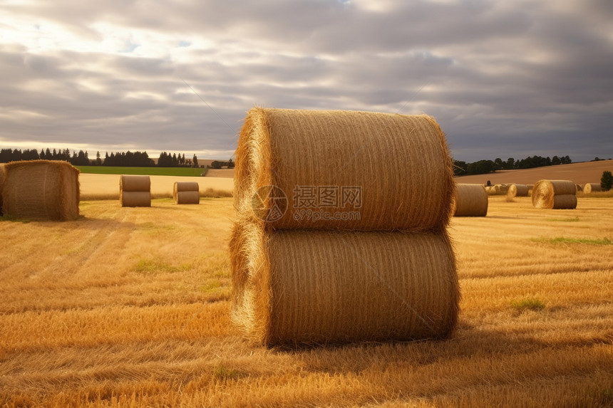 田野里的麦秸图片