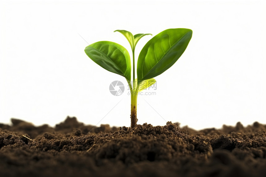 小绿苗从土壤中生长图片