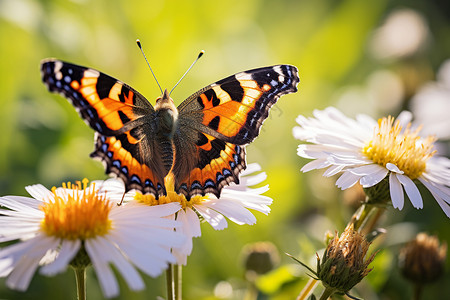 雏菊上的蝴蝶背景图片