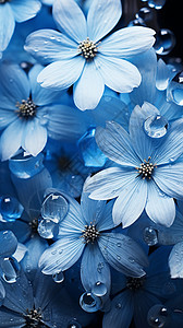 白色水滴花朵图片