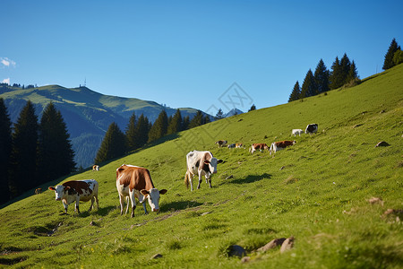 牛群在草原放牧图片