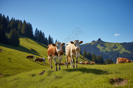 正在吃草的一群牛高清图片