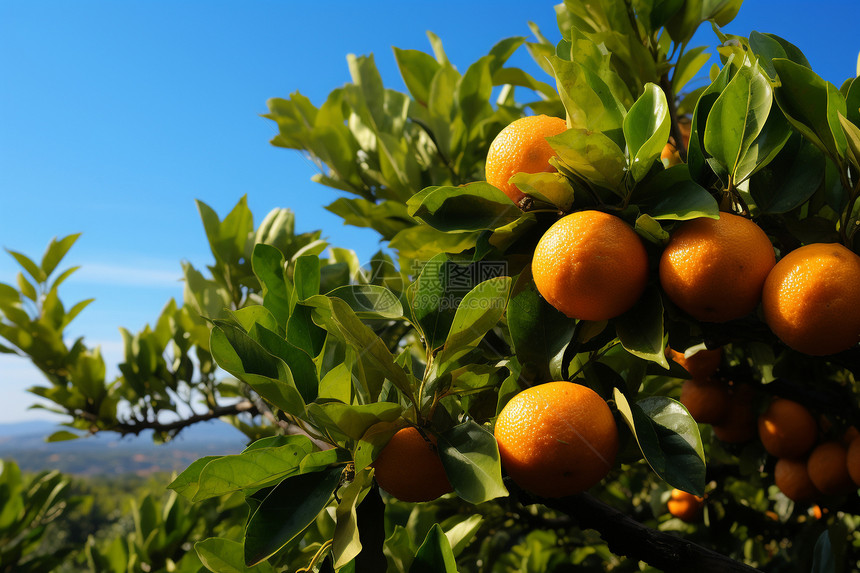 柑橘丰收图片