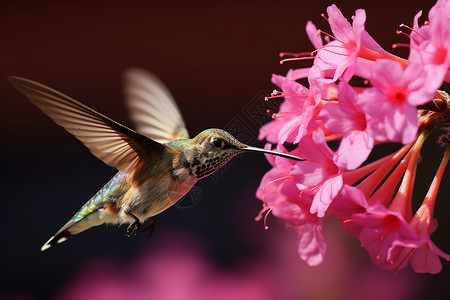 蜂鸟吸取花蜜图片