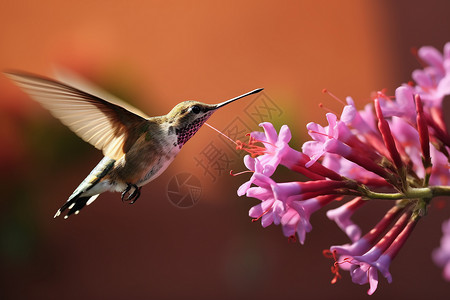 飞舞的蜂鸟飞行花园高清图片