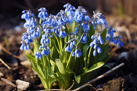 土壤里的蓝色小花背景图片