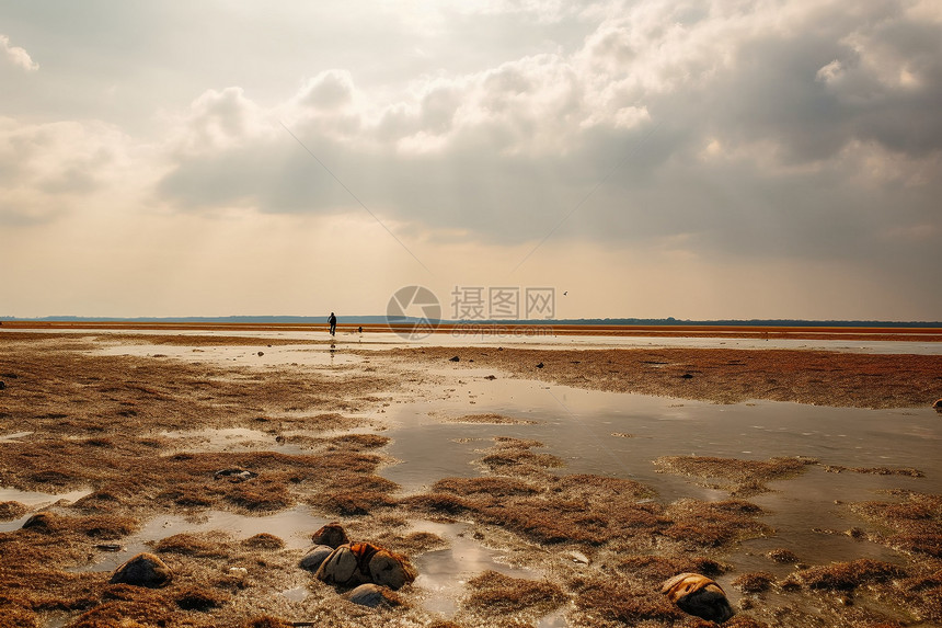 晴空下的水田图片