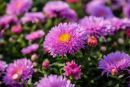 紫色雏菊背景图片