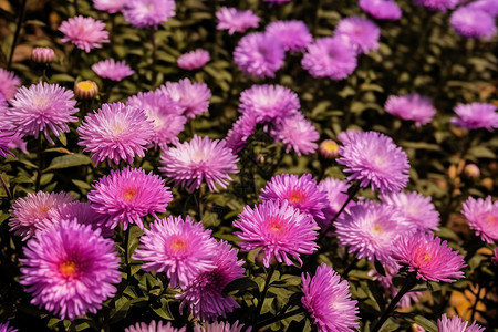 紫菊花紫色花朵背景