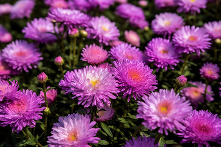 紫菊花五彩斑斓的花海背景