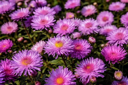 紫菊花繁花盛开背景