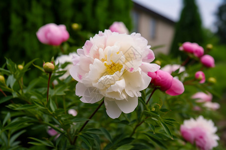 春天的粉白花朵背景图片