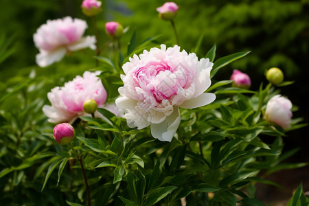 花园里的粉白花朵背景图片