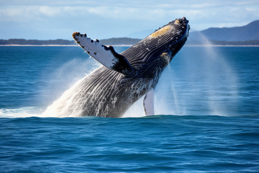 大海中的座头鲸图片