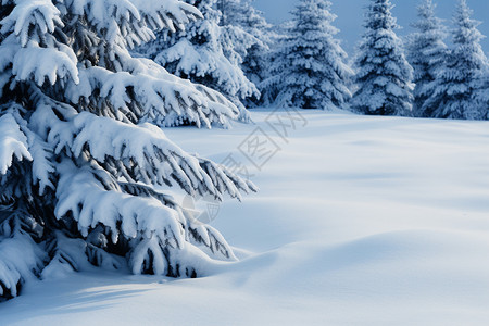 雪地里的枝叶图片