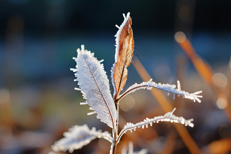 白色霜冻的叶子图片