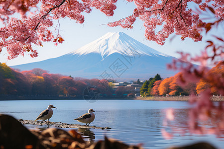 芝樱花海樱花下的富士山背景