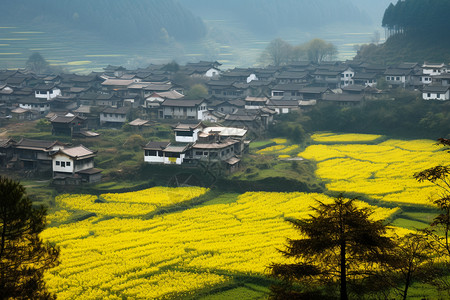 金黄色花海图片