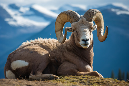 公羊坐在山丘上高清图片
