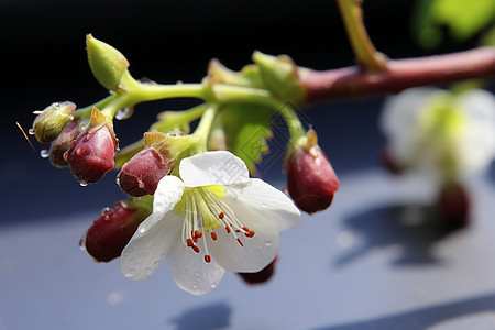 美丽的榆叶梅背景图片