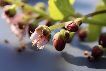 漂亮的榆叶梅背景图片