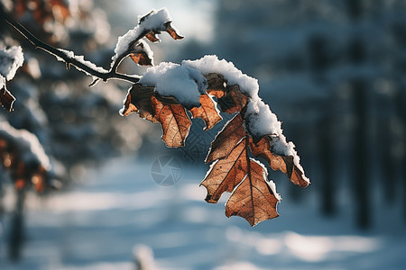 大寒来了积了雪的树叶背景