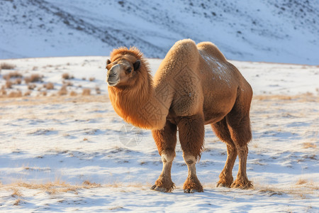 两个驼峰骆驼雪地中的骆驼背景