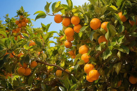 果园中的橙树图片