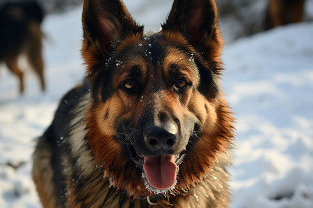 雪地中伸着舌头的狗高清图片