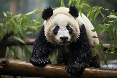 熊猫坐在树枝上图片