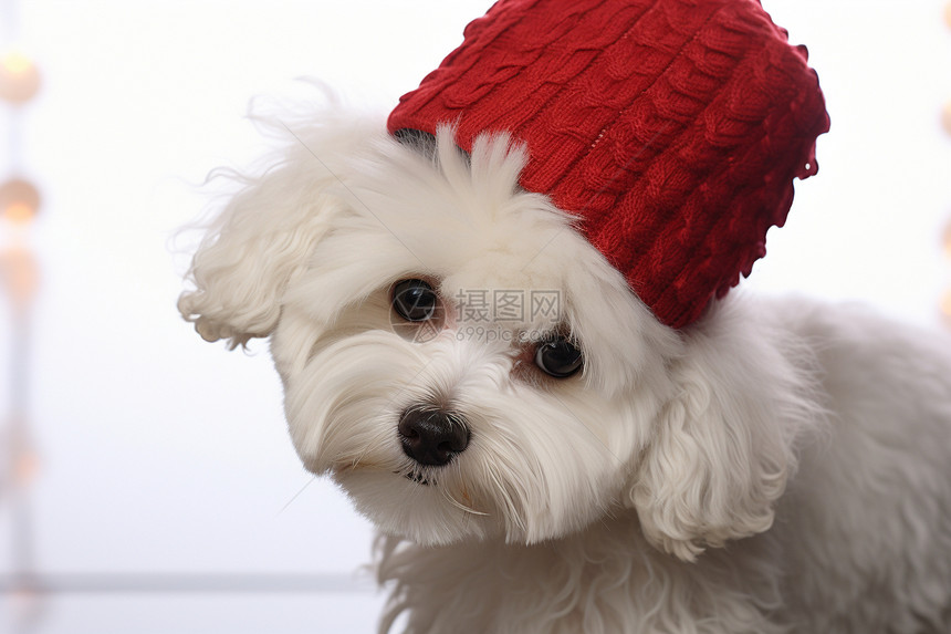 小小白狗戴红帽图片
