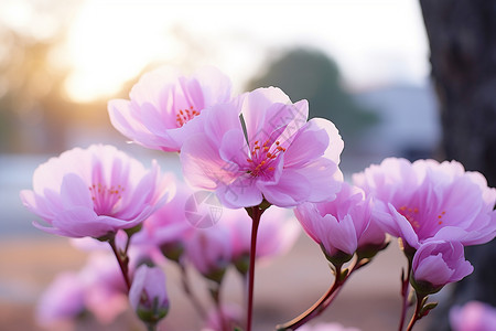 山谷中的花海图片