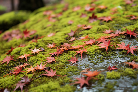 苔藓壁纸红叶丛中的苔藓背景