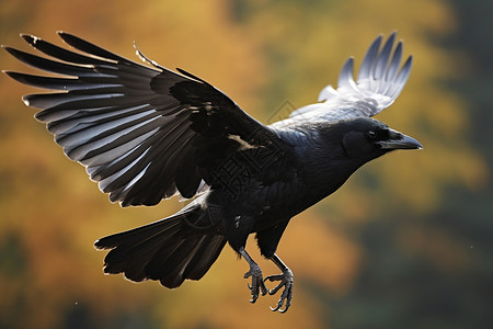 黑如乌鸦黑羽乌鸦飞过森林背景