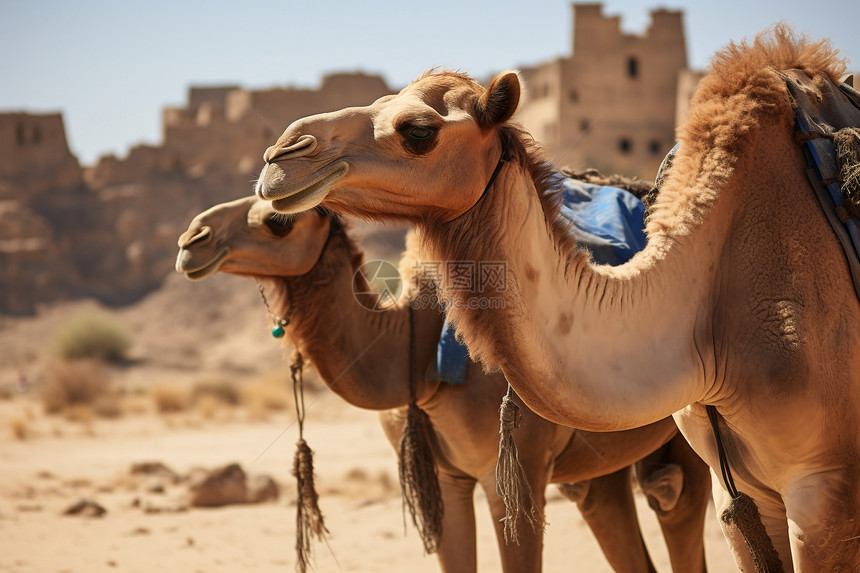 沙漠中的骆驼与古堡图片