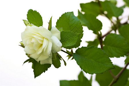 白玫瑰飘香图片