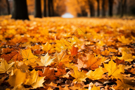 秋天的色彩图片