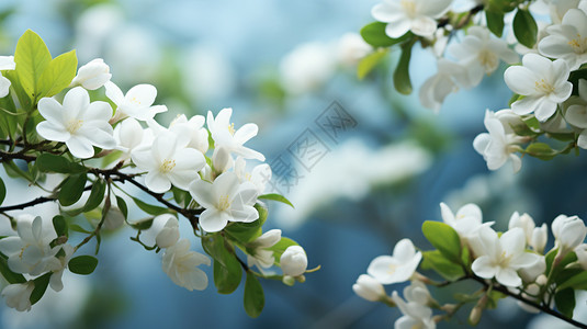 白色的茉莉花背景图片