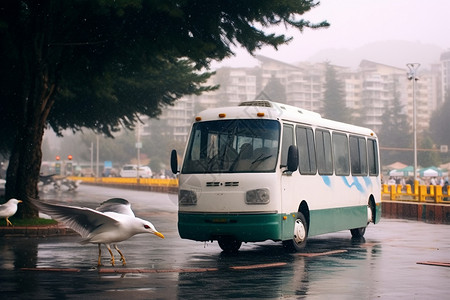 海鸥与白色公交背景图片