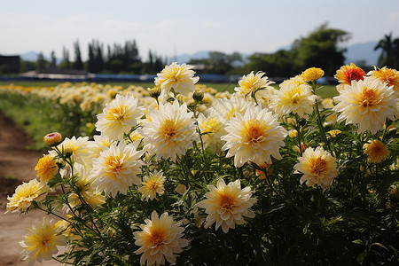 花海中的黄白花朵背景图片