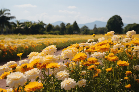 植物菊花清新田园风景背景